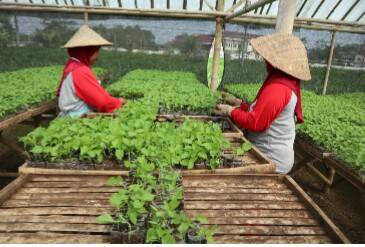 Usaha Pembibitan Tanaman Sayuran Tetap Berjaya Saat Pandemi