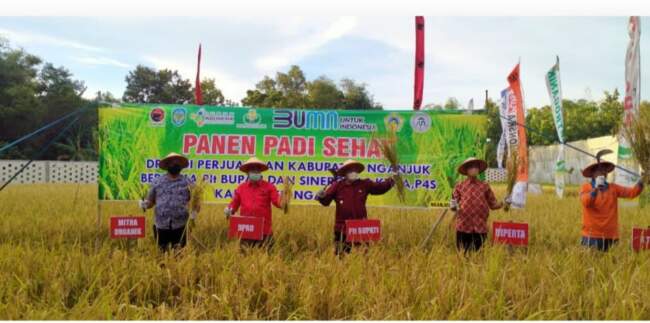 Kang Marhaen, Panen Padi Sehat