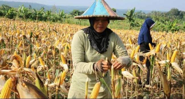 Petani Lebih Memilih Tanaman Jagung Yang Lebih Menguntungkan, Berimbas Lahan Padi Semakin Berkurang Drastis