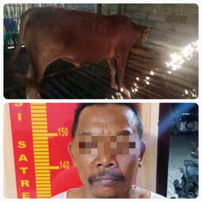 Satu Tahun Jadi buron, Akhirnya Maling Sapi ini Di Amankan Polsek Sumberjambe