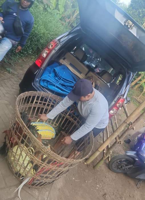Polres Lumajang Gerebek Arena Sabung Ayam di Klakah, 9 Ayam dan Puluhan Motor Diamankan