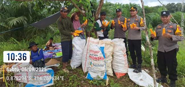 Polres Barito Utara dan Perangkat Desa Sei Rahayu I Panen Jagung Tahap III 