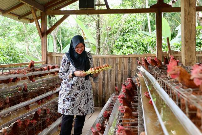 Desa Pakel Banyuwangi Bikin Peternakan Ayam Petelur, Rutin Bagikan Warga Kurang Mampu
