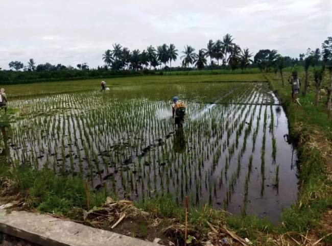 Hama Wereng Serang Hektaran Sawah di Lumajang, Petani Kewalahan