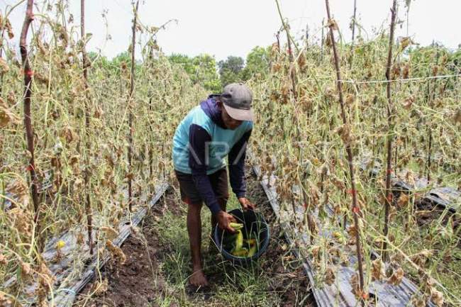 3 Ribu Hektar Lahan Pertanian di Jawa Timur Gagal Panen, Pemprov Jatim Siap Bantu Petani