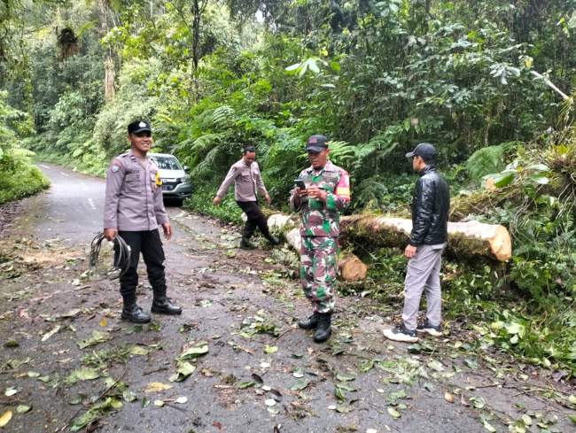 Pohon Tumbang Tutupi Jalan Burno–Ranupani, Polres Lumajang Bersama TNI dan TNBTS Lakukan Evakuasi