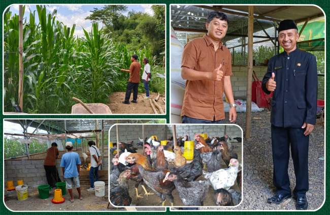 Program Ketahanan Pangan, Desa Purwodadi Sukses Kembangkan Penggemukan Ayam dan Pertanian Jagung
