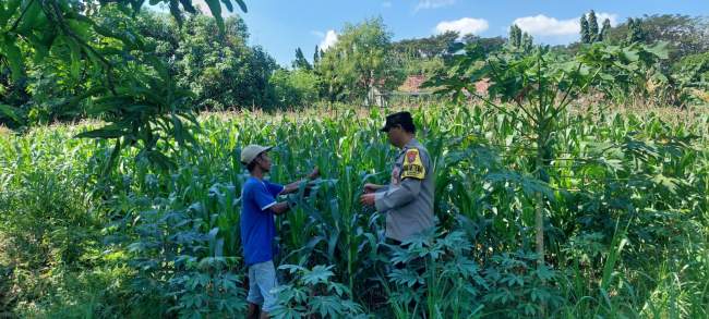 Bhabinkamtibmas Sonorejo Intensifkan Pendampingan Petani Jagung, Dukung Program Swasembada Pangan Nasional
