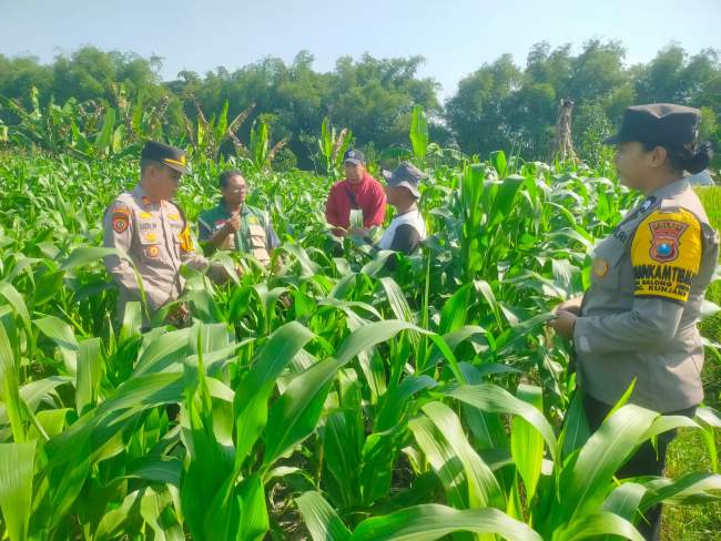 Kapolsek Kunjang Bersama BKTM Cek Langsung Ketahanan Pangan di Desa Balongjeruk