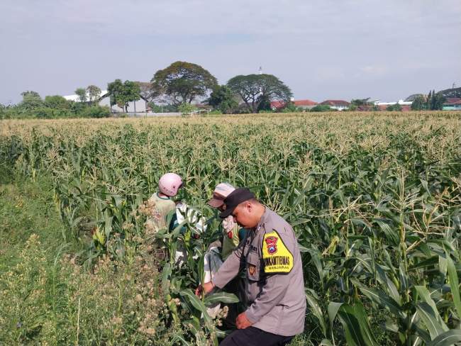 Demi Panen Maksimal, Bhabinkamtibmas Banjaran Intensif Dampingi Petani Jagung