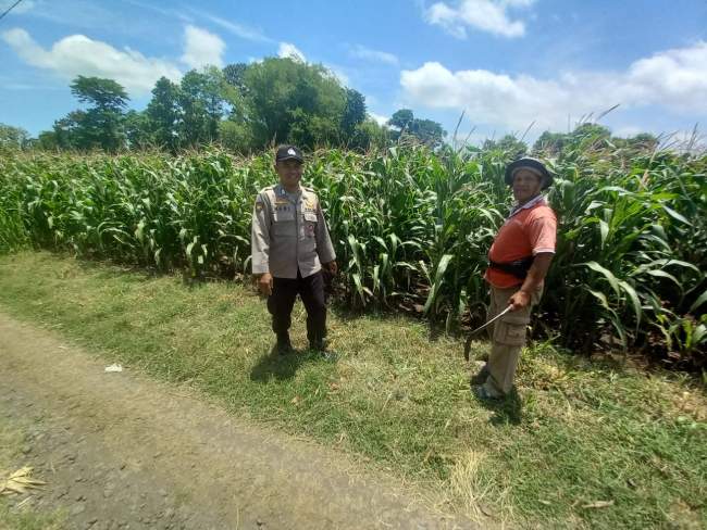Dukung Asta Cita Presiden, Polsek Yosowilangun Tinjau Langsung Perkembangan Lahan Jagung Warga